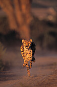 Cheetah running in low sunshine