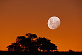 Grosser Mond über Baumen im Morgenrot, Kalahari, Namibia, Afrika