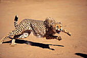 Gepard springt mit drohend aufgestelltem Nackenfell, Okonjima, Namibia, Afrika