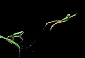 European tree frog leaping, Multiflash, two images