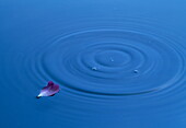 Fallen petal and ripples on the surface of the water