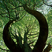Beech tree with contorted trunks, Loder Valley Reserve, Wakehurst Place, West Sussex, southern England, Great Britain, Europe