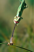 Veiled chameleon at instant of catching insect with extended tongue