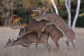 Weisswedelhirsch bei der Paarung, ein zweiter Hirsch versucht sich zu beteiligen, Wisconsin, USA, Amerika