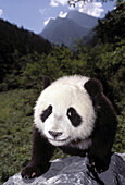Acht Monate alter Riesenpanda in Gebirgslandschaft, Sichuan, China, Asien