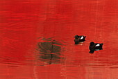 Black Guillemots on the water at sunset