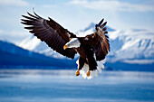 Bald eagle flying, Alaska, USA, America