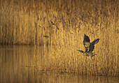 Bittern flying above a lake with reed, Yorkshire, England, Great Britain, Europe
