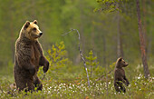 European brown bear female and cub at the edge of a boreal forest in the evening light, Finland, Europe