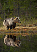 Braunbär an einem Teich am Rand des nördlichen Nadelwalds am Morgen, Finnland, Europa