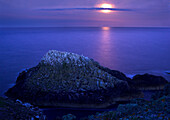 Gannet colony on a rock with the full moon rising over the sea