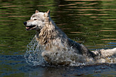 North American Grey Wolf or Timber Wolf running through water, Boundary Waters Canoe Area, Minnesota, USA, America