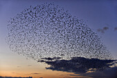 Ein Schwarm Stare fliegt in der Abenddämmerung zu ihrem Witerquartier, Gloucestershire, England, Großbritannien, Europa