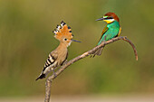 Hoopoe and bee eater on a branch, Spain, Europe