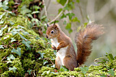 Eichhörnchen im Wald, England, Großbritannien, Europa