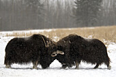 Musk ox bulls fighting, Yukon wildlife preserve, Canada, America
