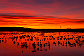 Roosting snow geese in lake at dawn, Bosque Del Apache NWR, New Mexico, USA, America