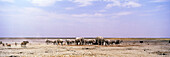 Herd of elephants on a plain at Etosha National Park, Namibia, Africa