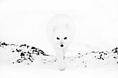 Arctic fox emerging from the mist, Arctic