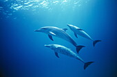 Drei Delfine spielen im Wasser, Bahama Bank, Bahamas, Karibik, Amerika