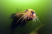 Curious Steller sea lion or Northern sea lion under water, Alaska, North Pacific Ocean