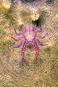 High angle view of a squat lobster on sponge, Cabilao House Reef, Cabilao Island, Bohol, Central Visayas, Philippines, Pacific Ocean