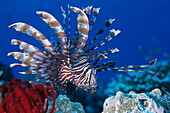 Close up of a lionfish at a coral reef, Komodo archipelago islands, Komodo National Park, Indonesia, Pacific Ocean