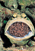 Jawfish with eggs in his mouth, Opistognathus, Coron, Palawan, Philippines