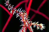 Harlequin ghost pipe fish, Solenostomus paradoxus, Kepulauan Tukangbesi, Nationalpark Wakatobi, Indonesia