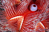 Roter Diademseeigel in den Algen, Astropyga magnifica, St Vincent und die Grenadinen, Karibik