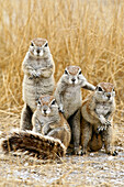 Four Cape ground squirrel, Xerus inauris, Etosha Nationalpark, Namibia, Africa