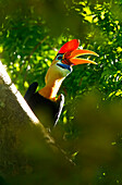 RED KNOBBED HORNBILL (Aceros cassidix) Sulawesi, Indonesia