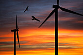 Windpark beim Sonnenuntergang mit Rotmilane, Milvus milvus, Algeciras, Provinz Cadiz, Andalusien, Spanien