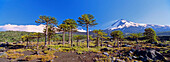 Volcano Llaima 3125m with stand of Monkey Puzzle trees, Araucaria araucana, Conguillo National Park, Araucania, Chile