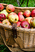 Äpfel in einem Korb, Fallobst, Ernte, Garten