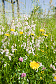 Sommerliche Blumenwiese mit Biene, Natur