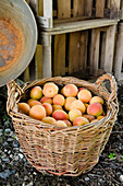 Frisch geerntete Aprikosen in einem Korb, Ernte, Obst
