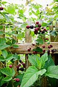 Blackberry bush in the garden, Fruit, Bavaria, Germany