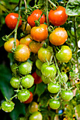 Red and green tomatoes on the vine, Garden
