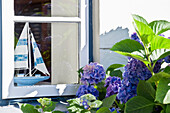 Window with model boat and hydrangea, Nieblum, Foehr, North Frisian Islands, Schleswig-Holstein, Germany, Europe
