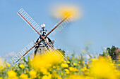 Rapsfeld und Windmühle in Wrixum, Föhr, Nordfriesland, Schleswig-Holstein, Deutschland, Europa
