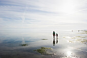 People walking through the intertidal mudflats, Wattenmeer National Park, near Wyk, Foehr, North Frisian Islands, Schleswig-Holstein, Germany, Europe