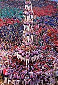 Colla Jove Xiquets de Tarragona ´Castellers´ building human tower, a Catalan tradition Biannual contest  bullring Tarragona, Spain