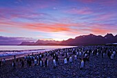 Sunrise on king penguin Aptenodytes patagonicus breeding and nesting colony at Salisbury Plains in the Bay of Isles, South Georgia, Southern Ocean. Sunrise on king penguin Aptenodytes patagonicus breeding and nesting colony at Salisbury Plains in the Bay 