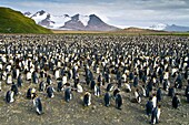 King penguins Aptenodytes patagonicus at breeding and nesting colony at Salisbury Plains in the Bay of Isles, South Georgia, Southern Ocean. King penguins Aptenodytes patagonicus at breeding and nesting colony at Salisbury Plains in the Bay of Isles, Sout