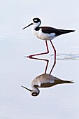 Adult black-necked stilt Himantopus mexicanus wading and feeding in a brackish water lagoon at Punta Cormorant on Floreana Island, Galapagos, Ecuador, Pacific Ocean