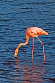 Greater flamingo Phoenicopterus ruber foraging for small pink shrimp Artemia salina in saltwater lagoon in the Galapagos Island Archipelago, Ecuador. Greater flamingo Phoenicopterus ruber foraging for small pink shrimp Artemia salina in saltwater lagoon i