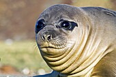 Southern elephant seal Mirounga leonina pup often called Â´weanersÂ´ once their mothers stop nursing them on South Georgia Island in the Southern Ocean. Southern elephant seal Mirounga leonina pup often called ´weaners´ once their mothers stop nursing the