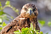 Young Galapagos hawk Buteo galapagoensis in the Galapagos Island Archipelago, Ecuador. Young Galapagos hawk Buteo galapagoensis in the Galapagos Island Archipelago, Ecuador MORE INFO This raptor species is endemic to the Galapagos Islands