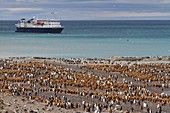 The Lindblad Expeditions ship National Geographic Explorer at anchor off the king penguin Aptenodytes patagonicus breeding colony at St  Andrews Bay, South Georgia Island, Southern Ocean